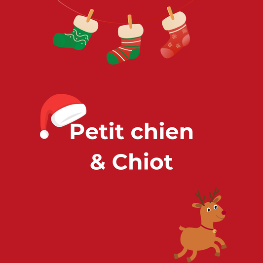 Box de Noël pour Petits Chiens et Chiots 🎅🐾