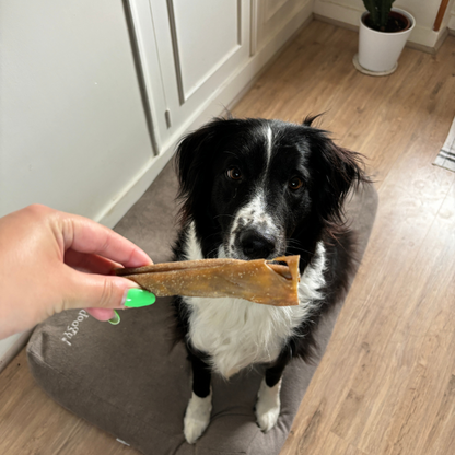 Box de Découverte pour Chiot - Mastications Naturelles