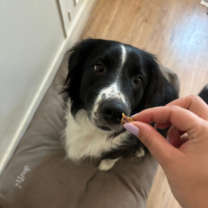 Box de Découverte pour Chiot - Mastications Naturelles