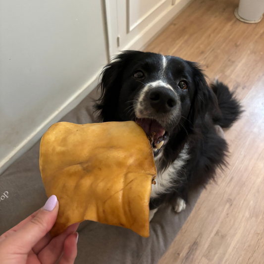 Plaque de Peau de Bœuf - Mastication Longue pour chiens