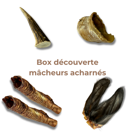 Box de Mastication "Gros Mastiqueur" - Pour les Mâcheurs Acharnés