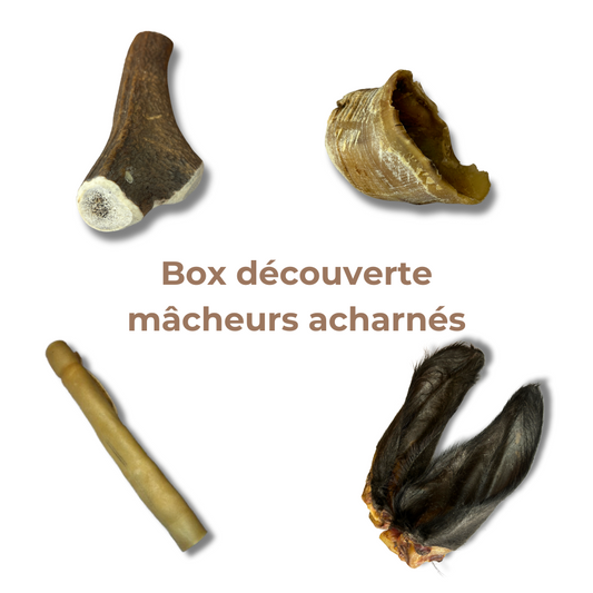 Box de Mastication "Gros Mastiqueur" - Pour les Mâcheurs Acharnés