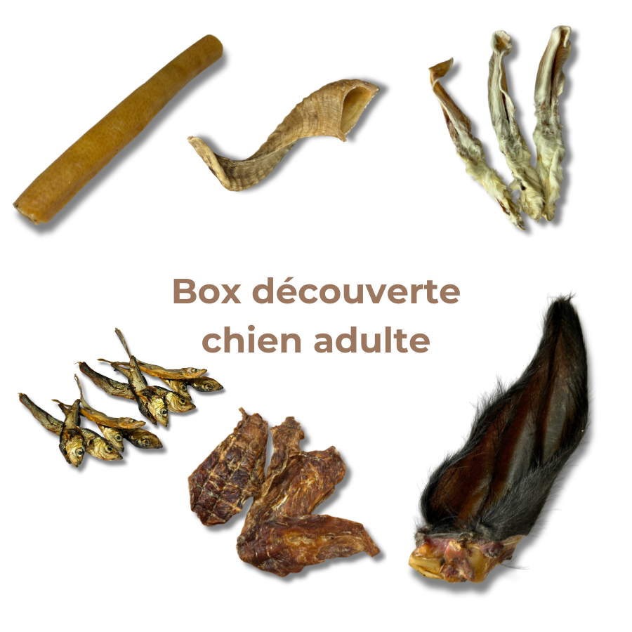 Natural Chew Discovery Box for Adult Dogs