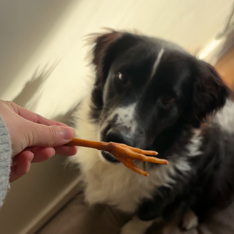 Patte de poulet : Une récompense naturelle pour chiens et chats