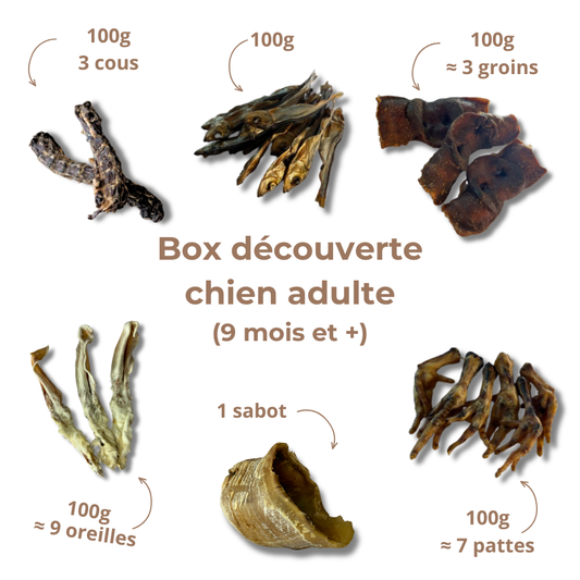 Box de mastication découverte pour chien adulte
