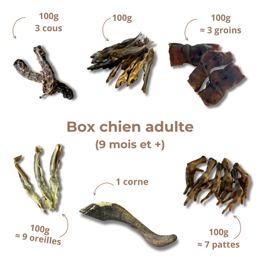 Box de mastication chien adulte – Dès 9 mois
