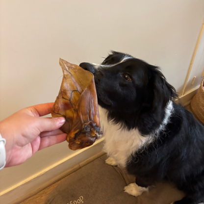 Box de mastication chiot – De 4 à 8 mois