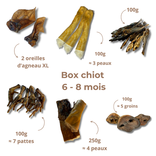 Box de mastication chiot - De 6 à 8 mois