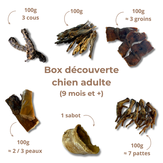 Box de mastication découverte pour chien adulte