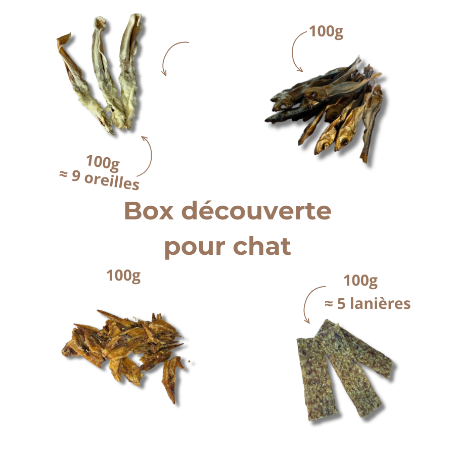 Box de Mastication pour Chat