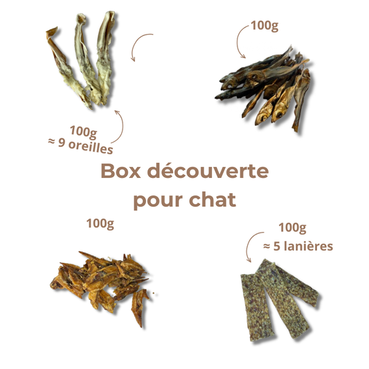 Box de Mastication pour Chat
