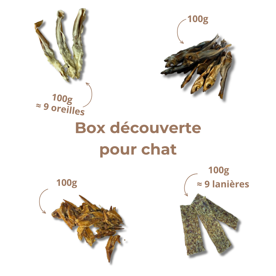 Box de Mastication pour Chat
