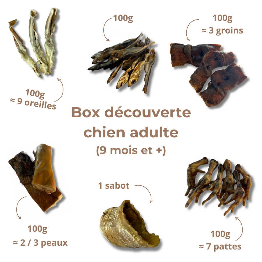Box de mastication découverte pour chien adulte
