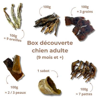 Box de mastication découverte pour chien adulte