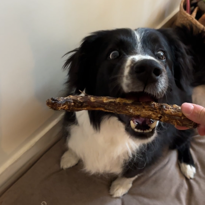 Box de mastication à partager 🐶 & 🐱