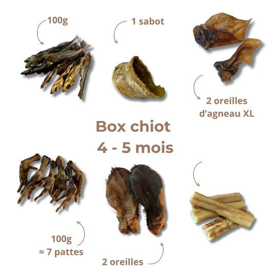 Box de mastication chiot - De 4 à 5 mois