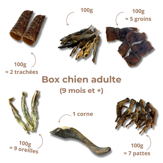 Box de mastication chien adulte – Dès 9 mois