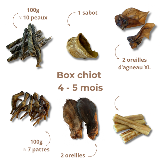 Box de mastication chiot - De 4 à 5 mois
