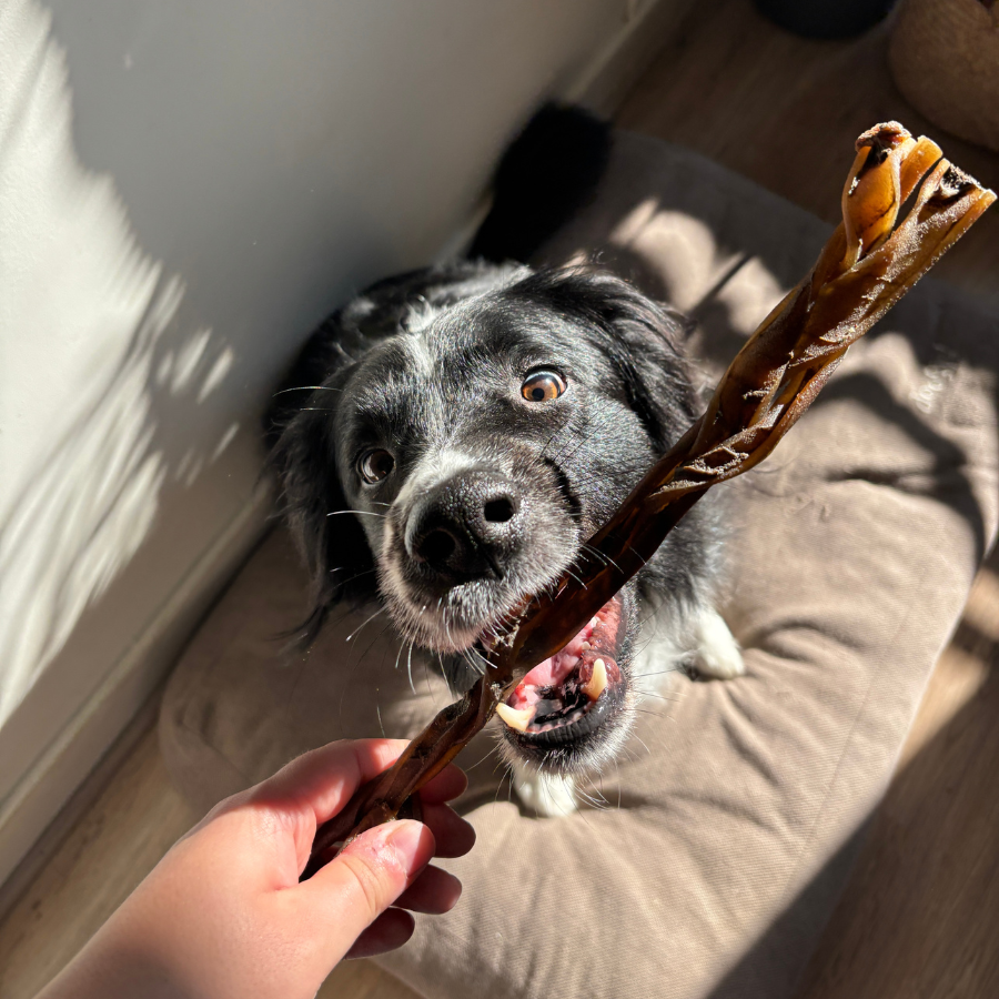 Tresse en peau de chameau - 100g - Mastication de moyenne durée pour chien