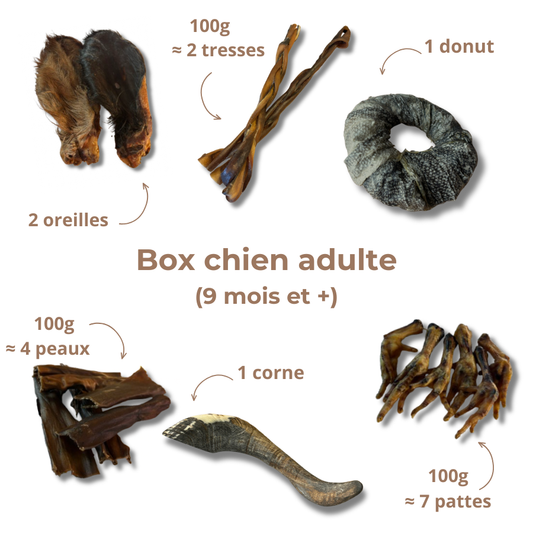 Box de mastication chien adulte – Dès 9 mois