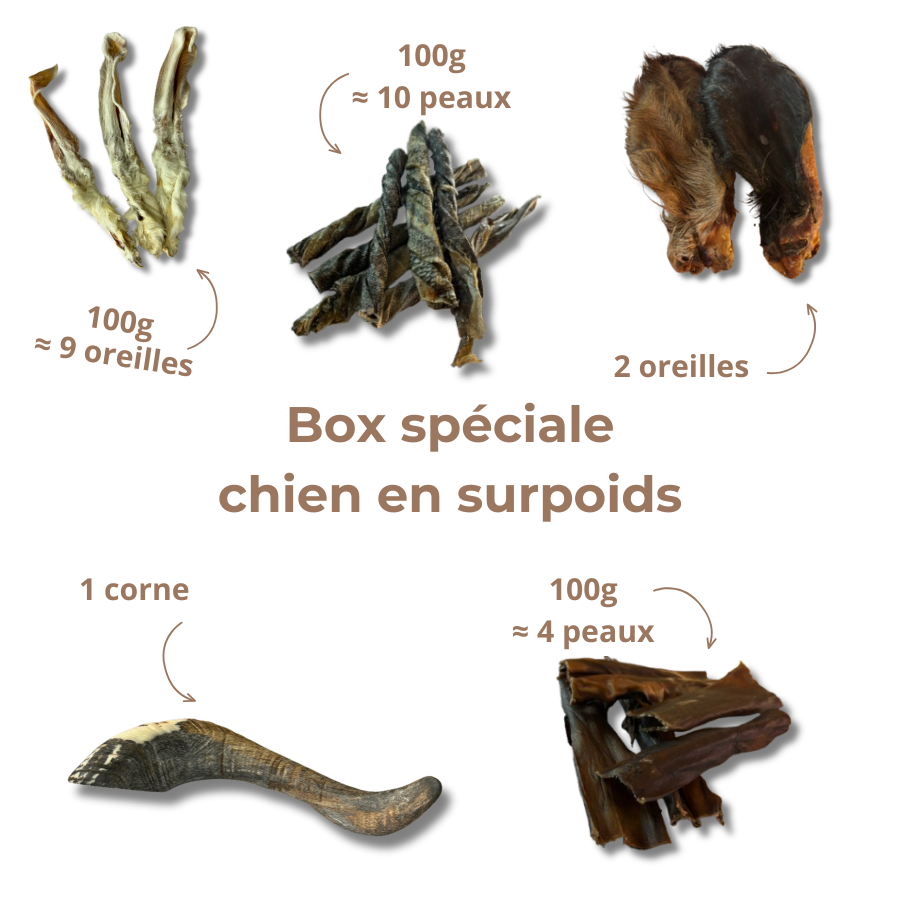 Box Spéciale "Chien en Surpoids"