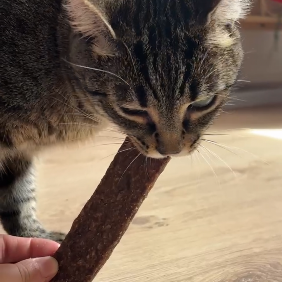 Box de Mastication pour Chat