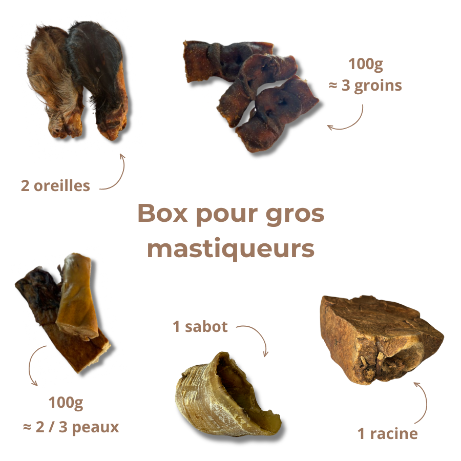 Box de Mastication "Gros Mastiqueur" - Pour les Mâcheurs Acharnés