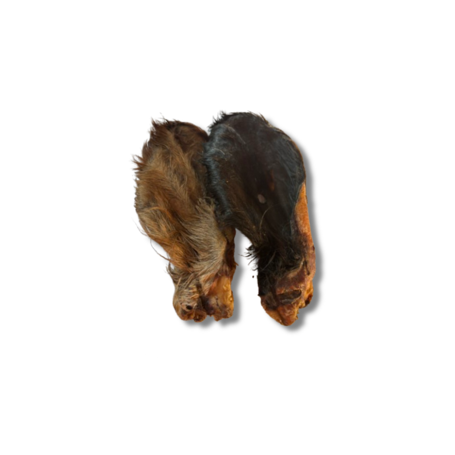 Oreille de Bœuf avec Poils : Mastication Moyenne Durée Chien