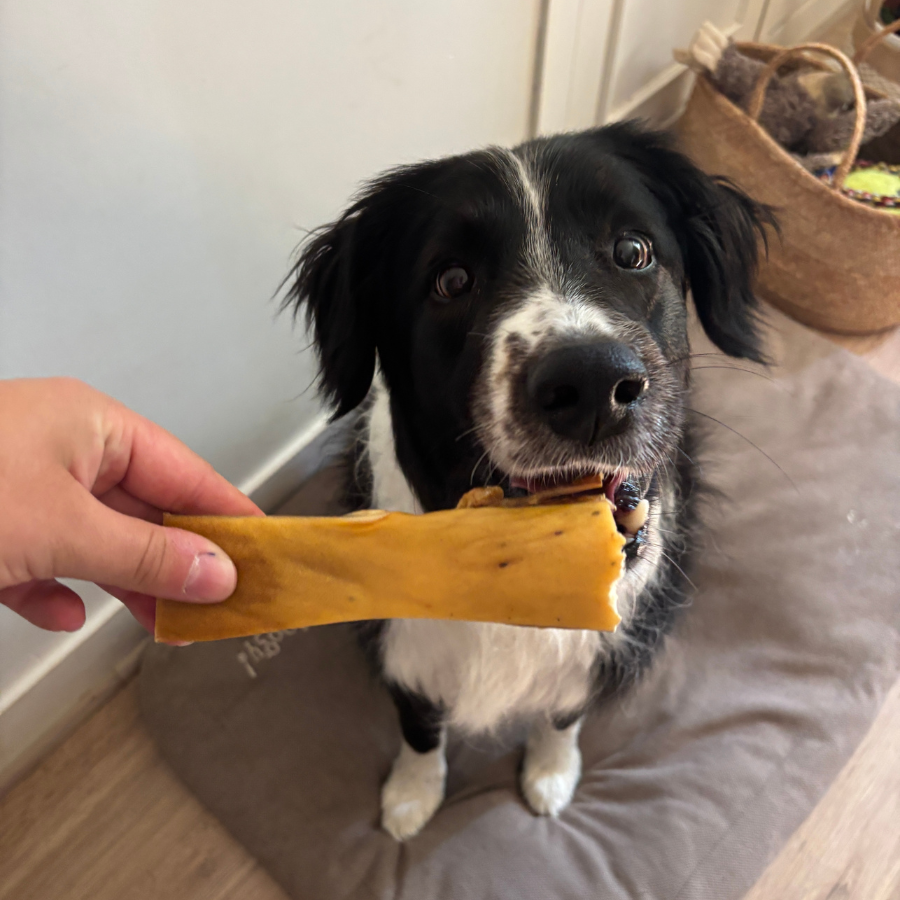 Box de mastication découverte pour chien adulte