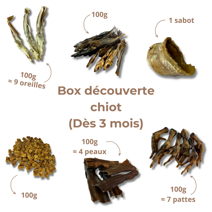 Box de mastication chiot – Dès 3 mois