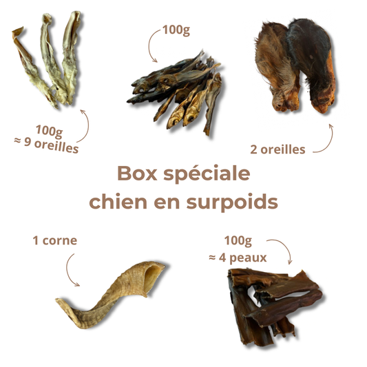 Box de mastication pour chien en surpoids